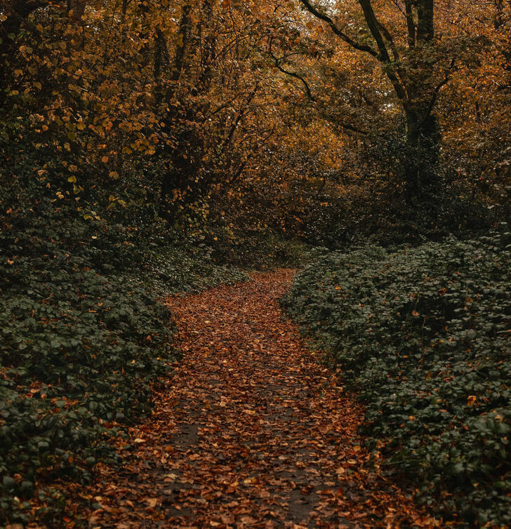 Autum Path Autum Path